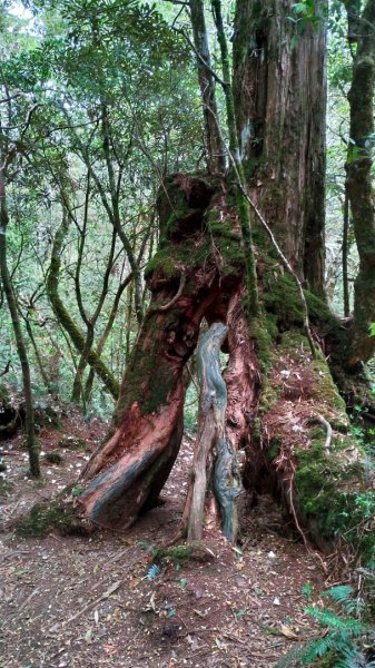 魔幻森林【玫瑰西魔山】1355050