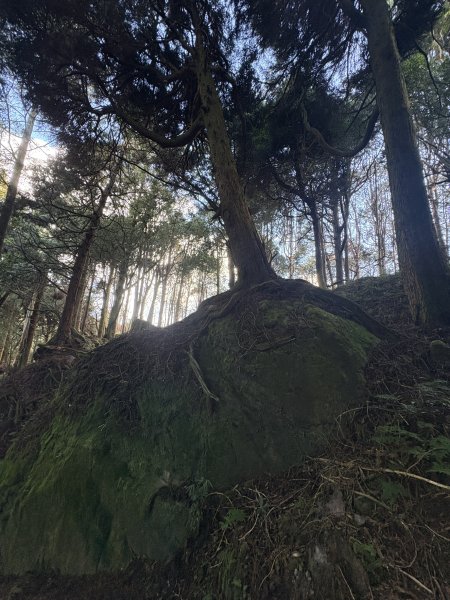 20251225塔山步道(大塔山)2970316