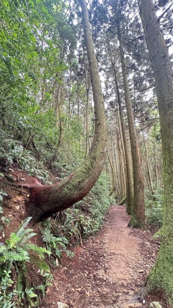 橫沙笛O繞2824599