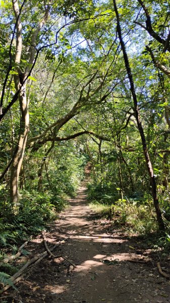 年前練練腳台北西湖近郊13連峰O型2999237