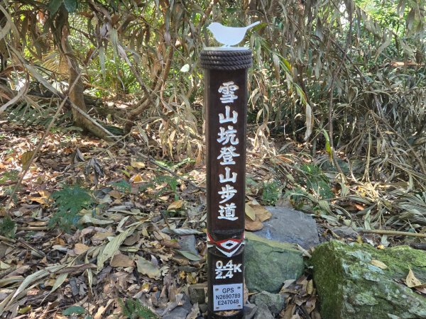 雪山坑登山步道~巨人之手2948723