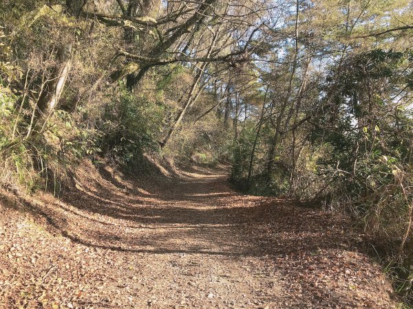 雪見遊憩區→北坑山→大板根山徑→東洗水山1273595