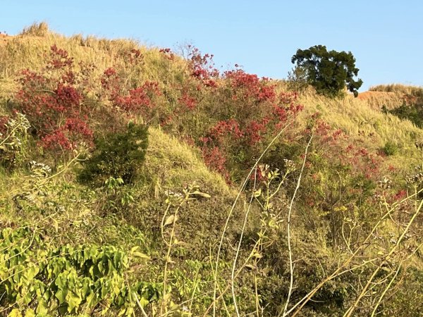 知高圳步道2711604