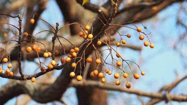 《彰化》堤岸漫步｜大肚溪棒壘場202301141995061