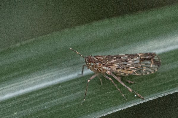 探訪台北溪流之美｜桶後越嶺古道（礁溪-烏來）2911736