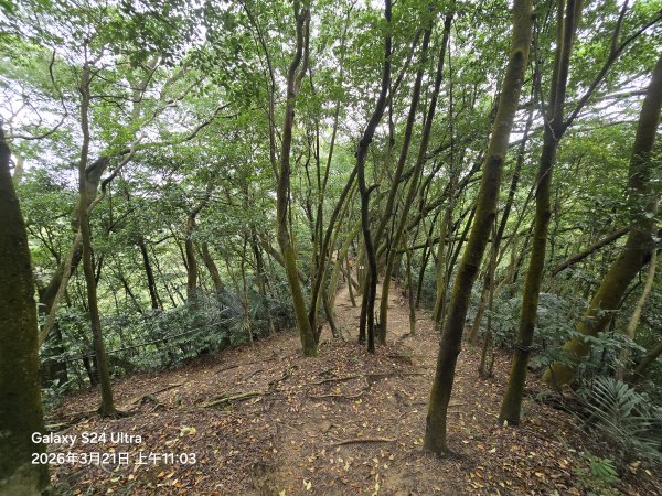 2026-03-21微笑山線：【鳶山山系】鳶山彩壁段3020484