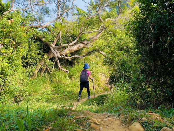 🌈12/8(日)-小百岳-旗尾山O型~旗山糖廠順遊旗山老街🌈2665042