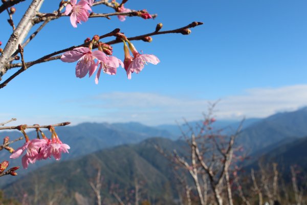 20220203高雄二集團櫻花公園順登二集團山1603613