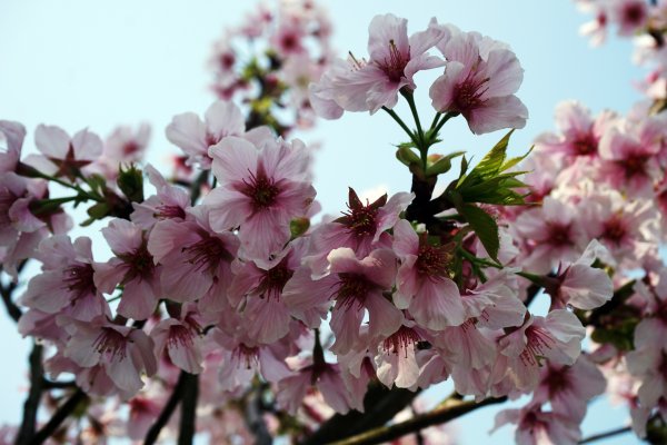 桃花源、三生的浪漫1642341