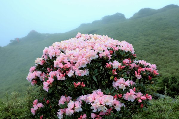 霧裡看花/這一季的東峰杜鵑597674