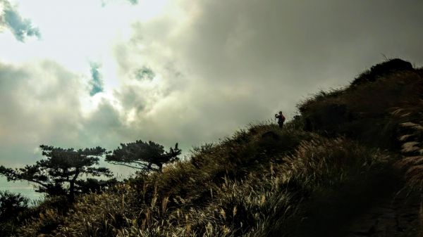 芒花如雪  漫遊草山223131