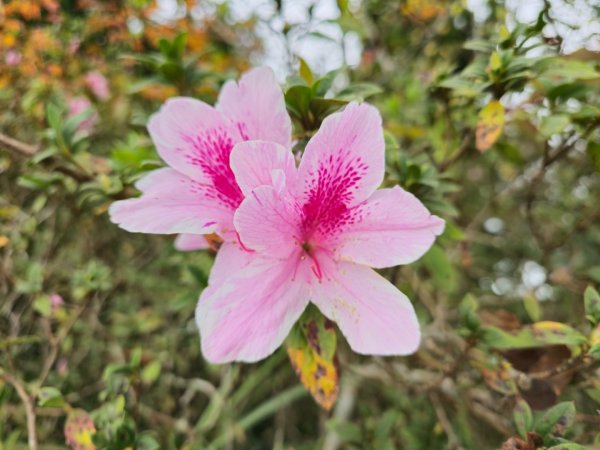 馬那邦山之雲海／雲瀑／楓紅／太陽琉璃光2676358