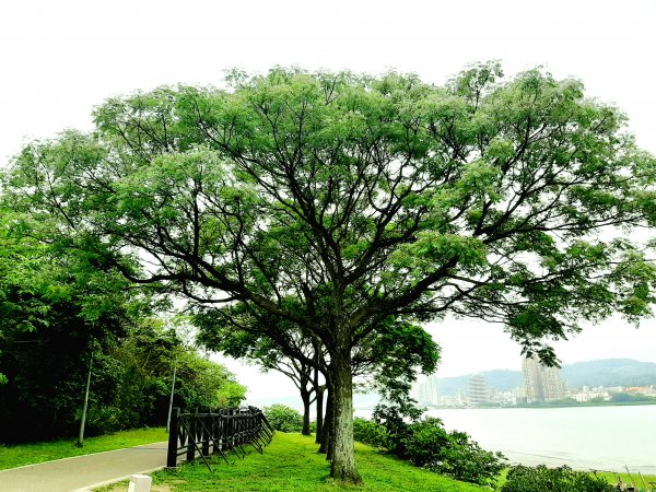 紅樹林生態步道 - 全臺最大的水筆仔森林1334222