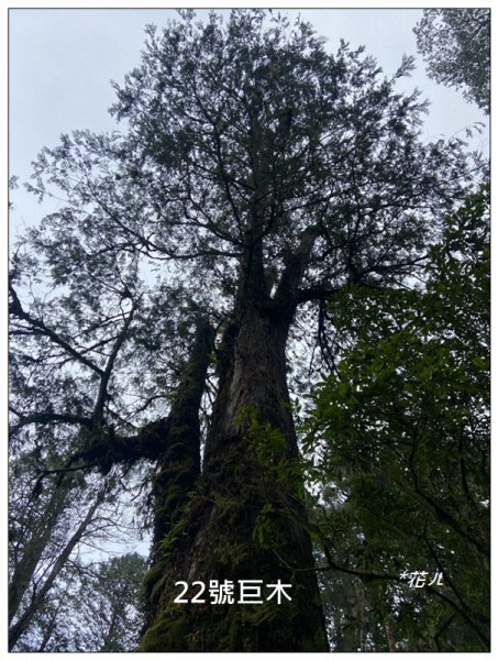 阿里山神木群棧道2771623