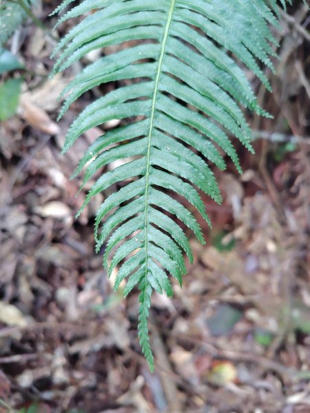 長壽山、肥崠山、醜崠山、大崠山、大崠山經建版2931940