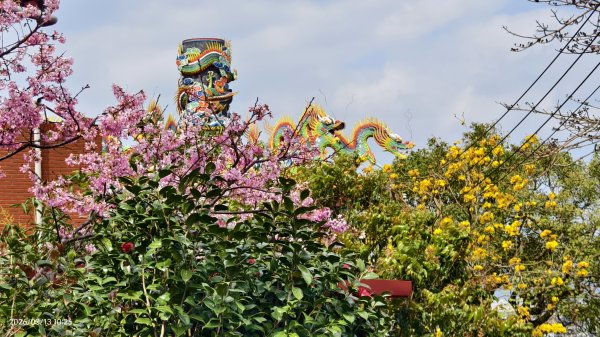 #西龍巖寺 #八里療養院 #黃花風鈴木 #青帶鳳蝶 #虎山 #101大樓  3/133014396