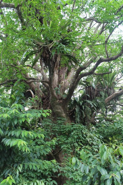 20210417雲林後棟仔山大尖二尖山1358949
