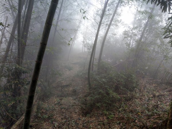 天氣多變大霧瀰漫的溪頭鳳凰山步道(小百岳#53)1494913