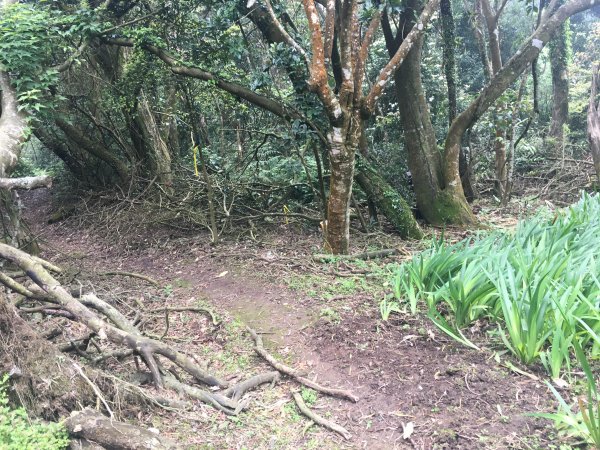 楓樹湖古道-十八彎古道577807