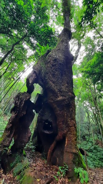 《雲林》望好望角｜石壁山嘉南雲峰步道(中側登山口）202506072805421