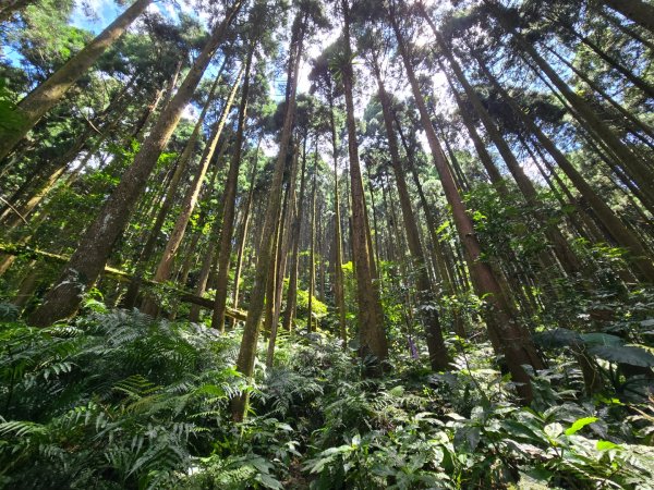 馬武督探索森林、外鳥嘴山2860612