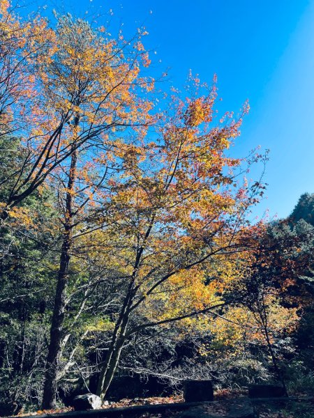 20241230 大雪山神木步道2745390