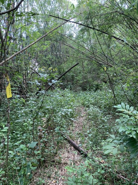 20250830高雄新鳥山2877046