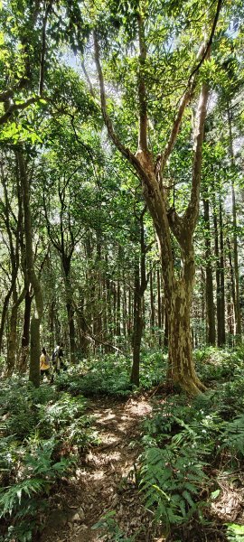 2025/10/10-水田林道上外鳥嘴山2911506