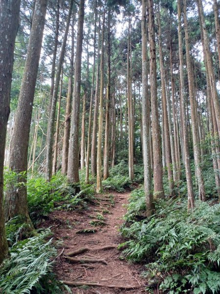 【新竹五峰】迷霧山林。 民都有山登山步道(面托油山)x民都有山北峰2991865