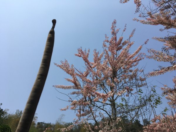 三月櫻花。花旗木＠神威天台山549814