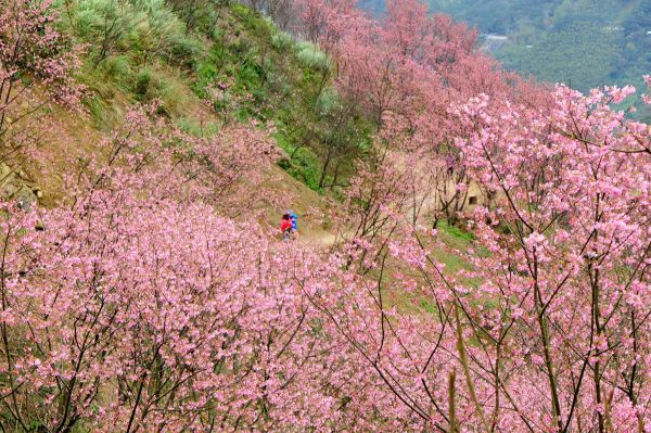 櫻花小秘境 : 0311 三峽竹崙路 