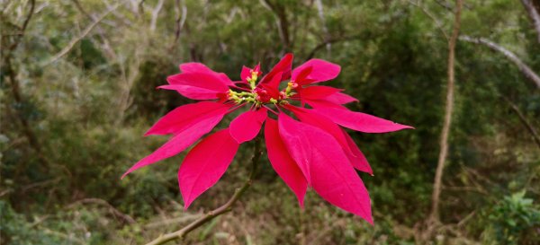 2025/01/04_鹿廚坑健行步道2683487