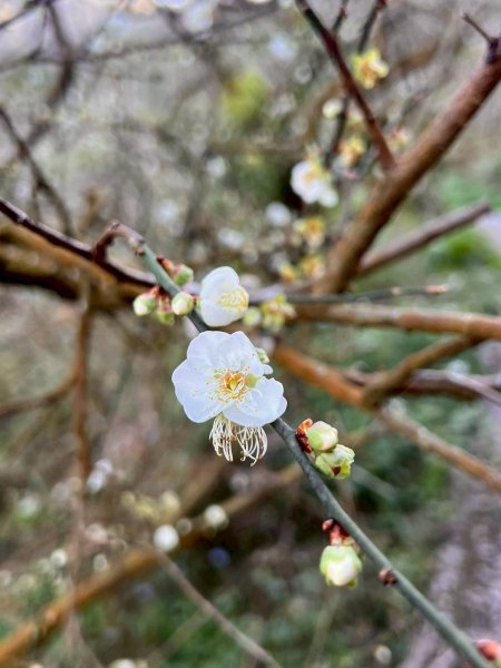 🌈1/4(日)來趣梅嶺~竹子尖山-獵鷹尖-一線天~梅子雞風味餐✨FB：熊熊趴爬走🌈2976850