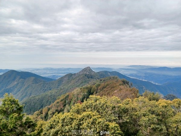 【台中和平】巧遇藍腹鷴帝雉。 稍來山步道2749915
