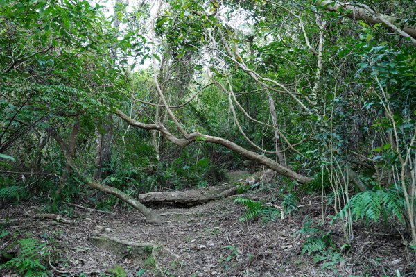 新北 新店 直潭山、二龍山2703894