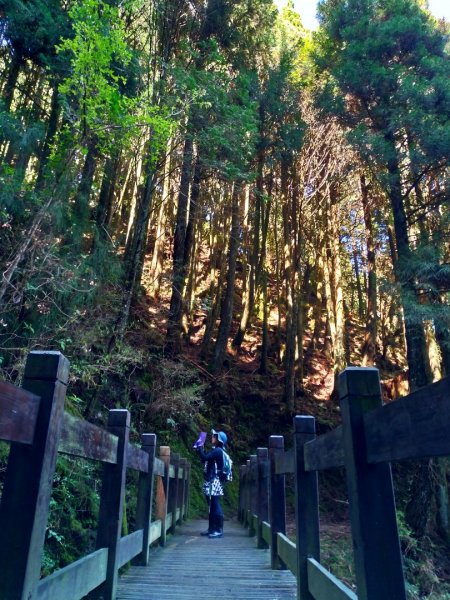 檜山巨木群步道1662854