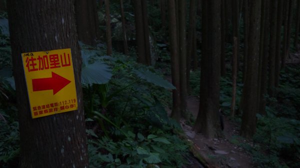 加里山登山健行趣(小百岳42)1527208