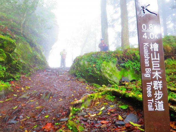 【新竹】觀霧迷幻森林：檜山巨木群步道1111955