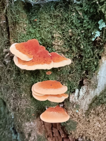 低陸山-嘎拉賀神木1765089