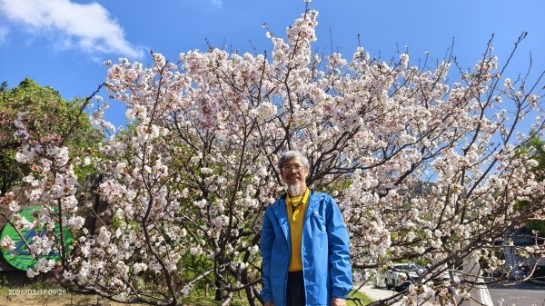 #中山樓 #陽明公園 #十八份 #墨染櫻 #吉野櫻 #唐棉 #小實女貞 #大紅蛺蝶 #夕陽 3/13017028