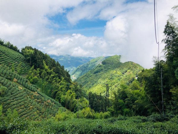 1090718嶺頭山金柑樹山忘憂森林1037363