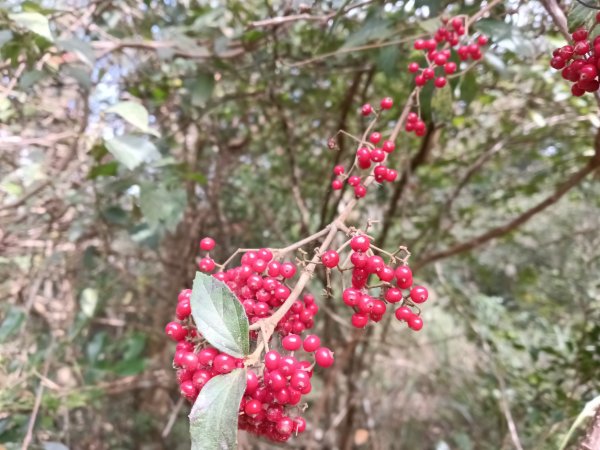 北投區大屯山西南南峰+西南峰+大屯山西峰+太子碑+清天宮步道O型2957145