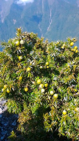 砂卡礑三雄304371