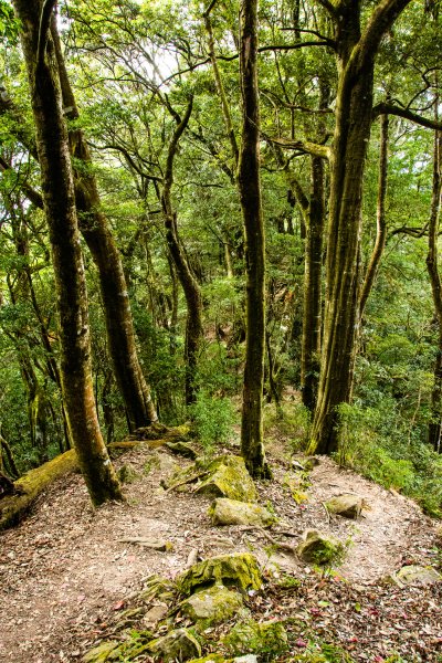 稍來山楓葉林2960884