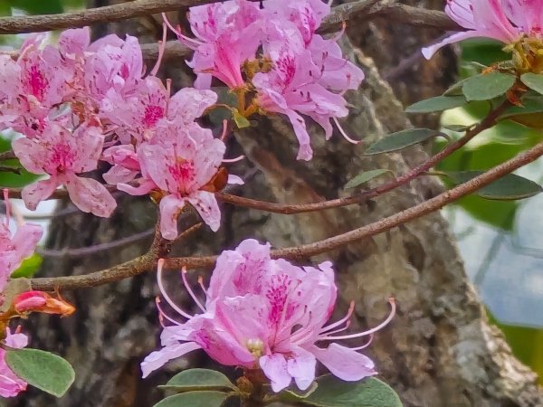 谷關松鶴橋對面的德芙蘭生態步道順登東卯山西南峰2748324