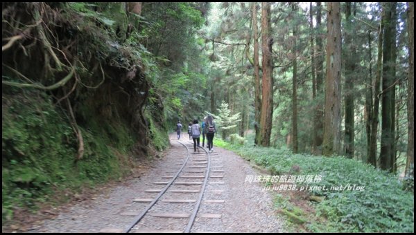 嘉義。特富野古道。鐵道森林最美的步道422549