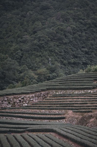 小樂的親子登山旅程-坪林金瓜寮魚蕨步道959238