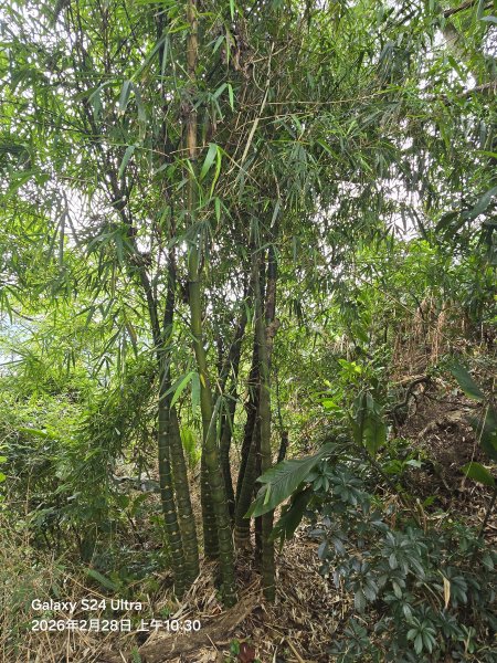 2026-02-28微笑山線：【大棟山系】405高地段3008689