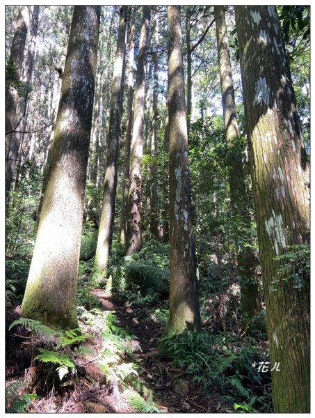 龍鳳峽縱走羊頭崙山(溪頭七連峰)2542319