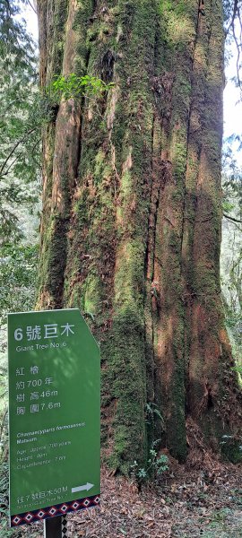 拉拉山神木1301848